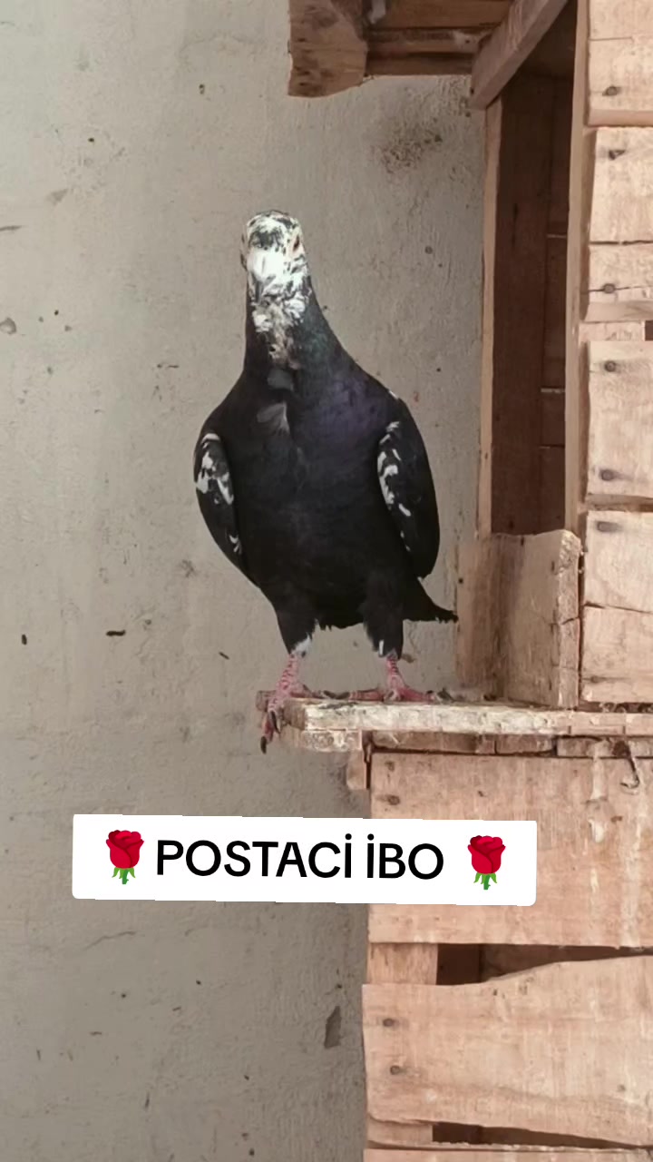 @🦜🦜POSTACI İBO TEKİN 🦜🦜