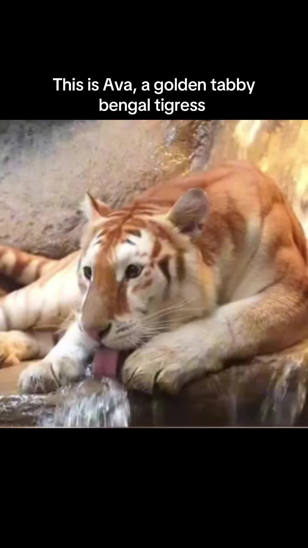 @ღ # 𝑻𝑰𝑮𝑹𝑬𝑺𝑺. 🐅 ❦