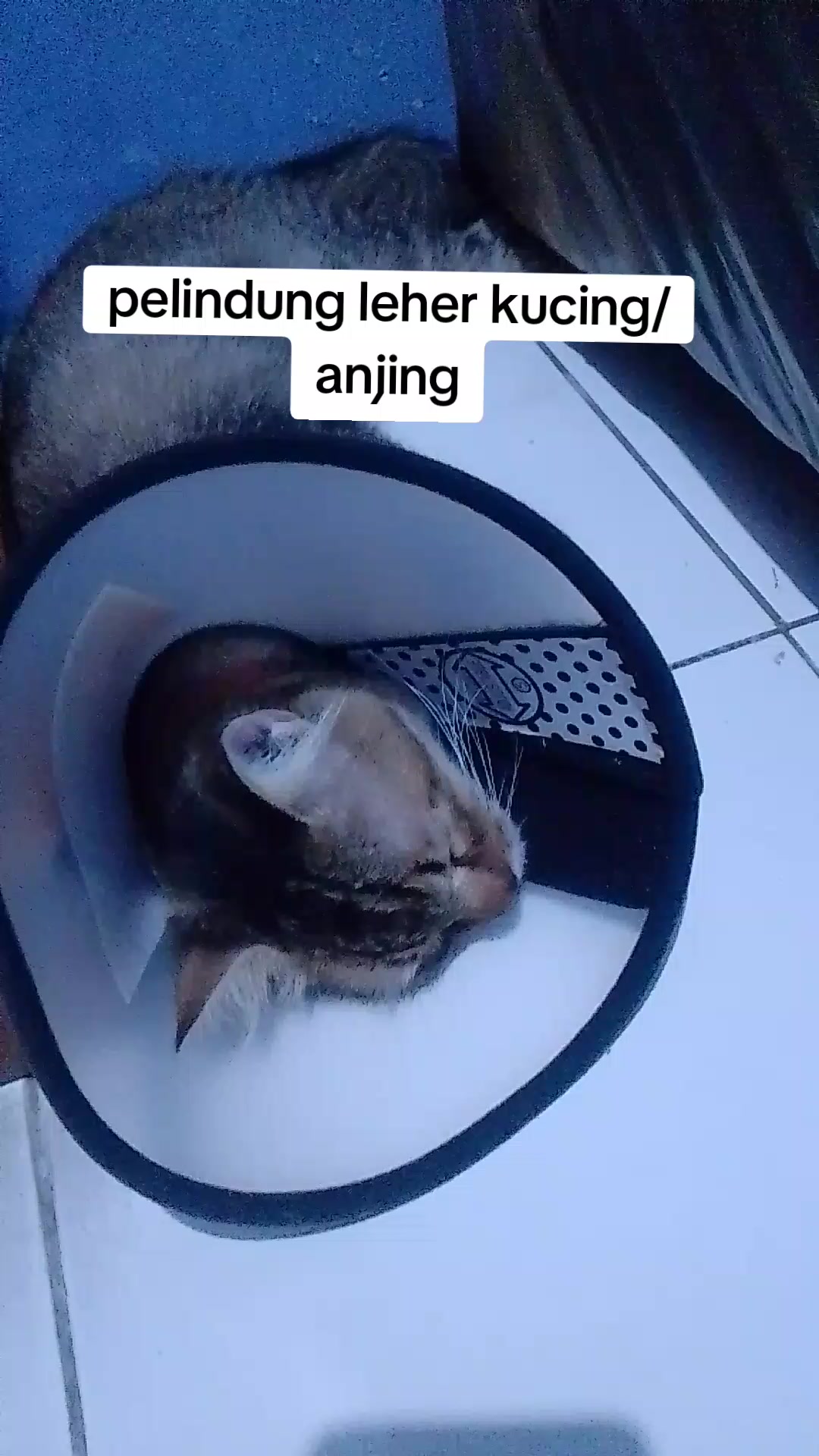@binong2616