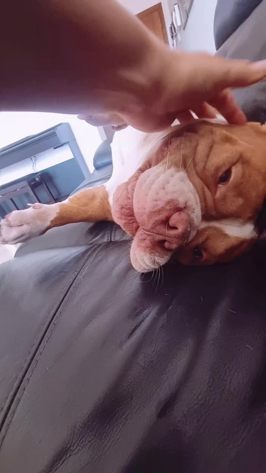 @Americanbully.Boyka