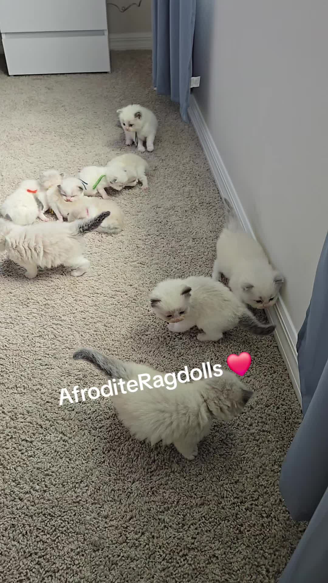 @AfroditeRagdolls💖