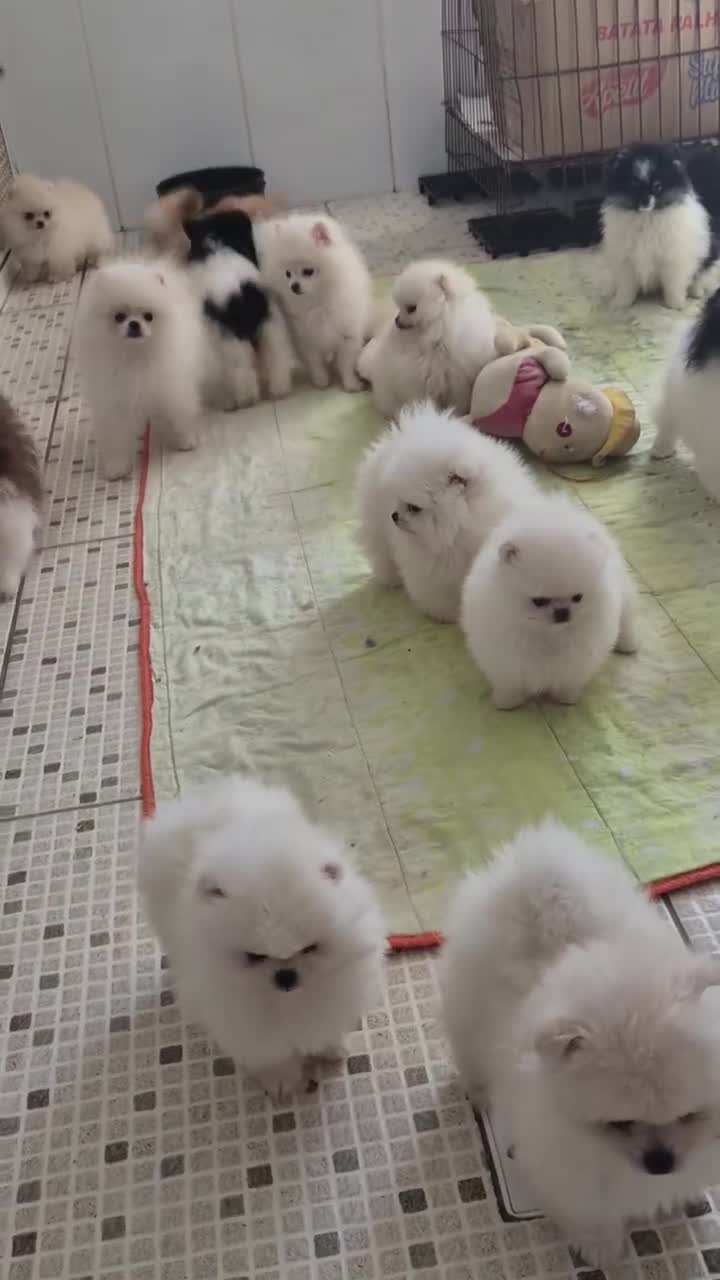 @puppy.nepal