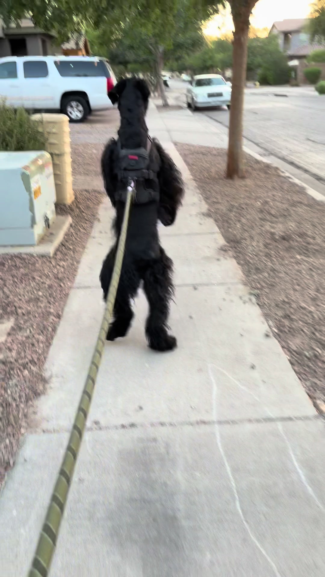 @Fiona Walks