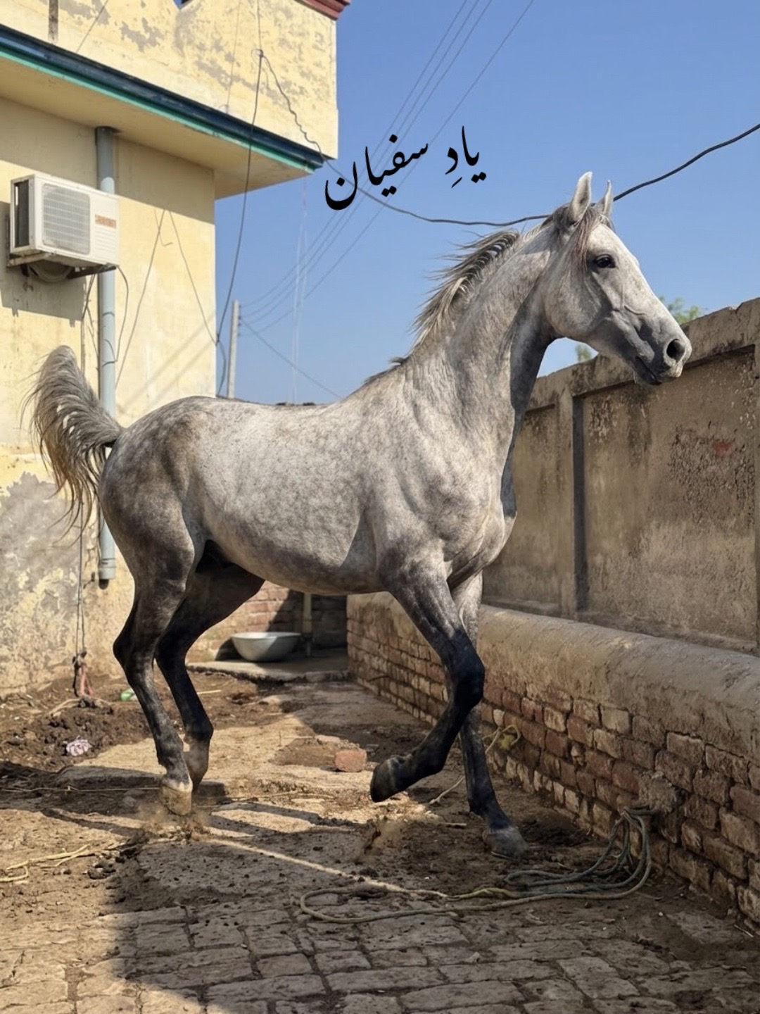 @Afaq gujjar chakora