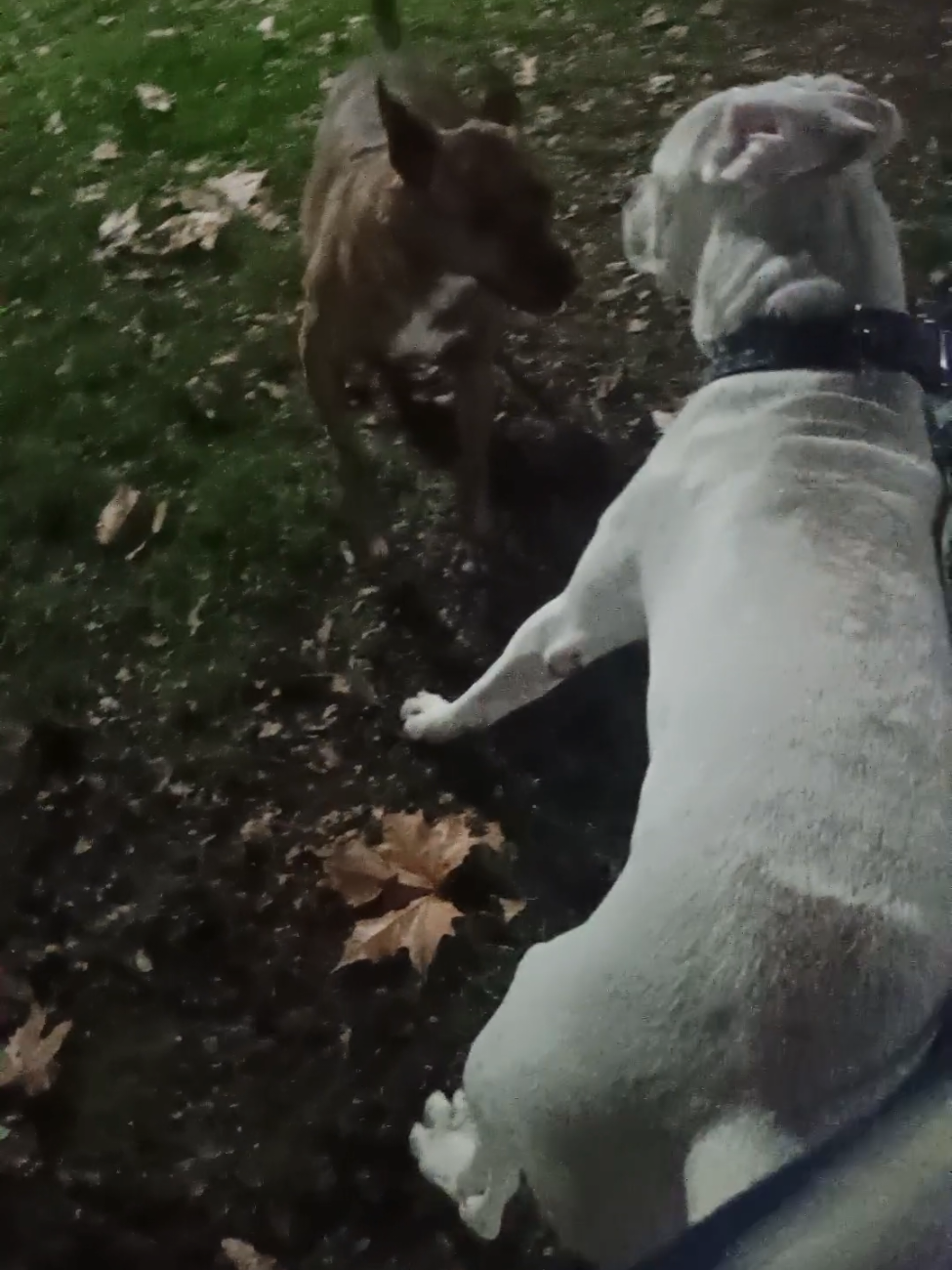 @Flor&Tango Dogo Argentino 🇦🇷