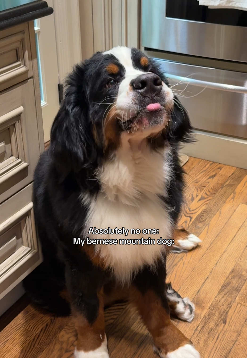 @CJ The Bernese
