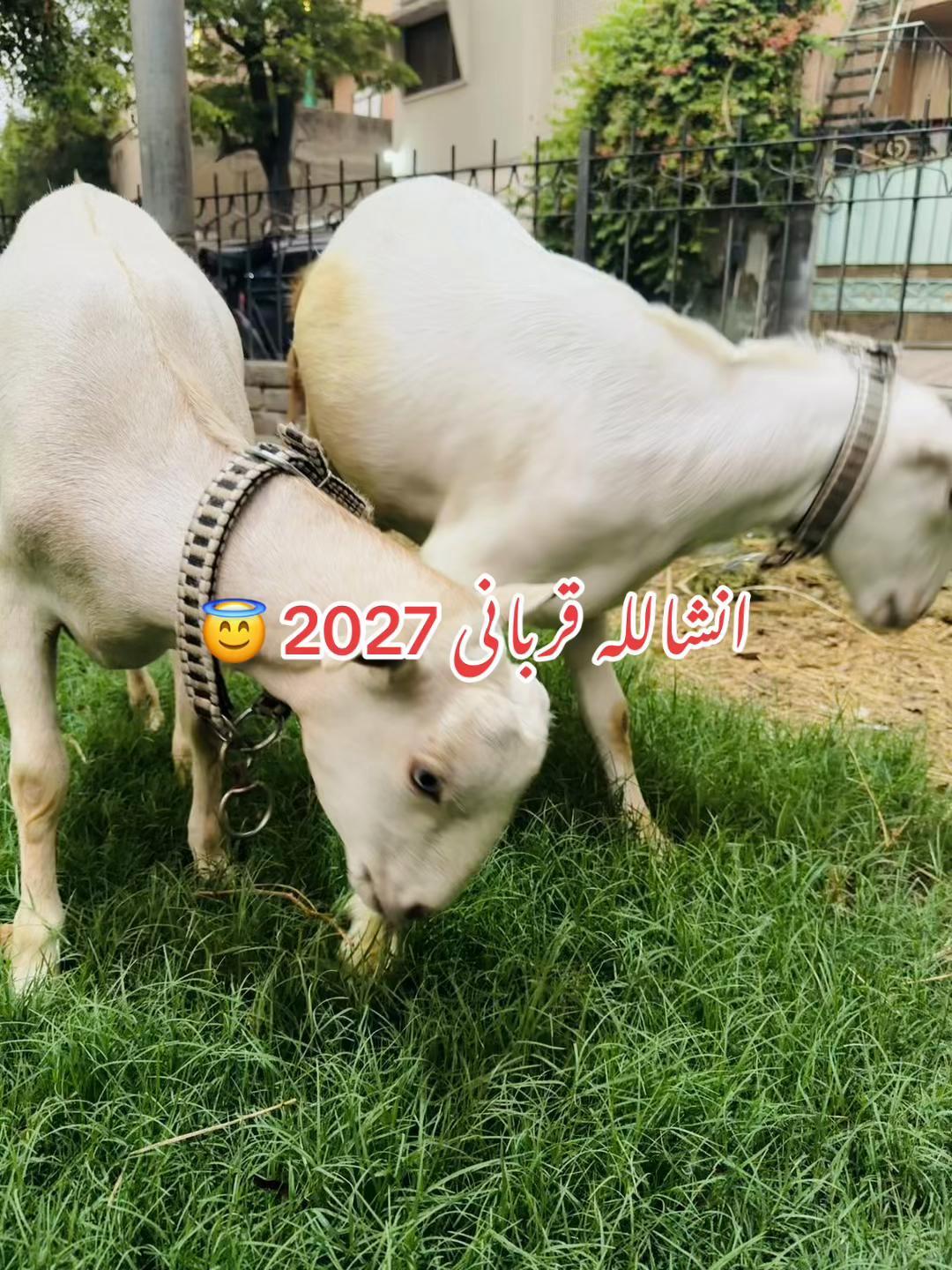 @emranbaloch6500