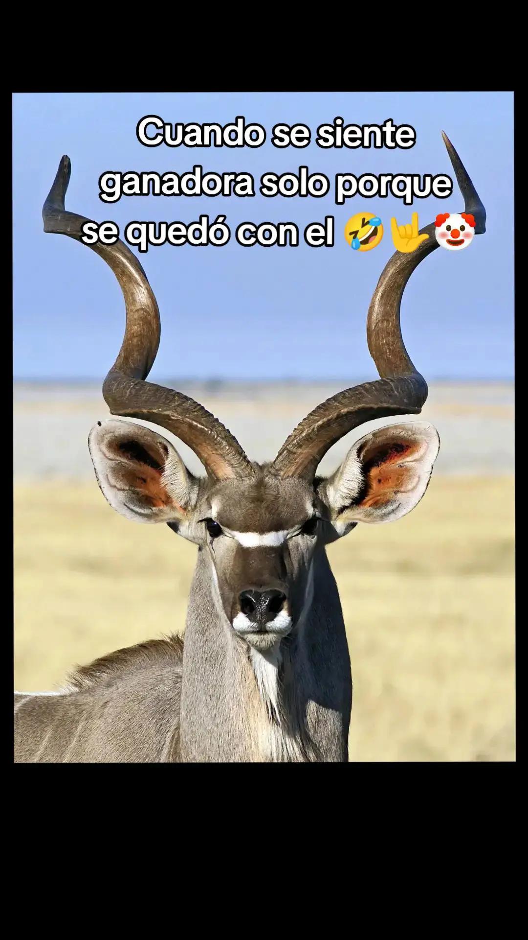 @@negrita186🐣❤️&zwj;🩹 MAKEUP 💋💄