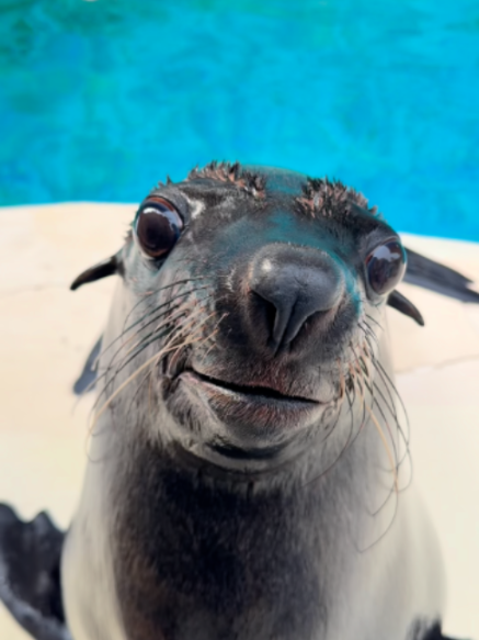 @Seal