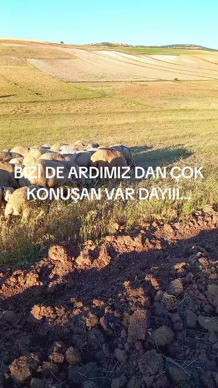 @Arif66