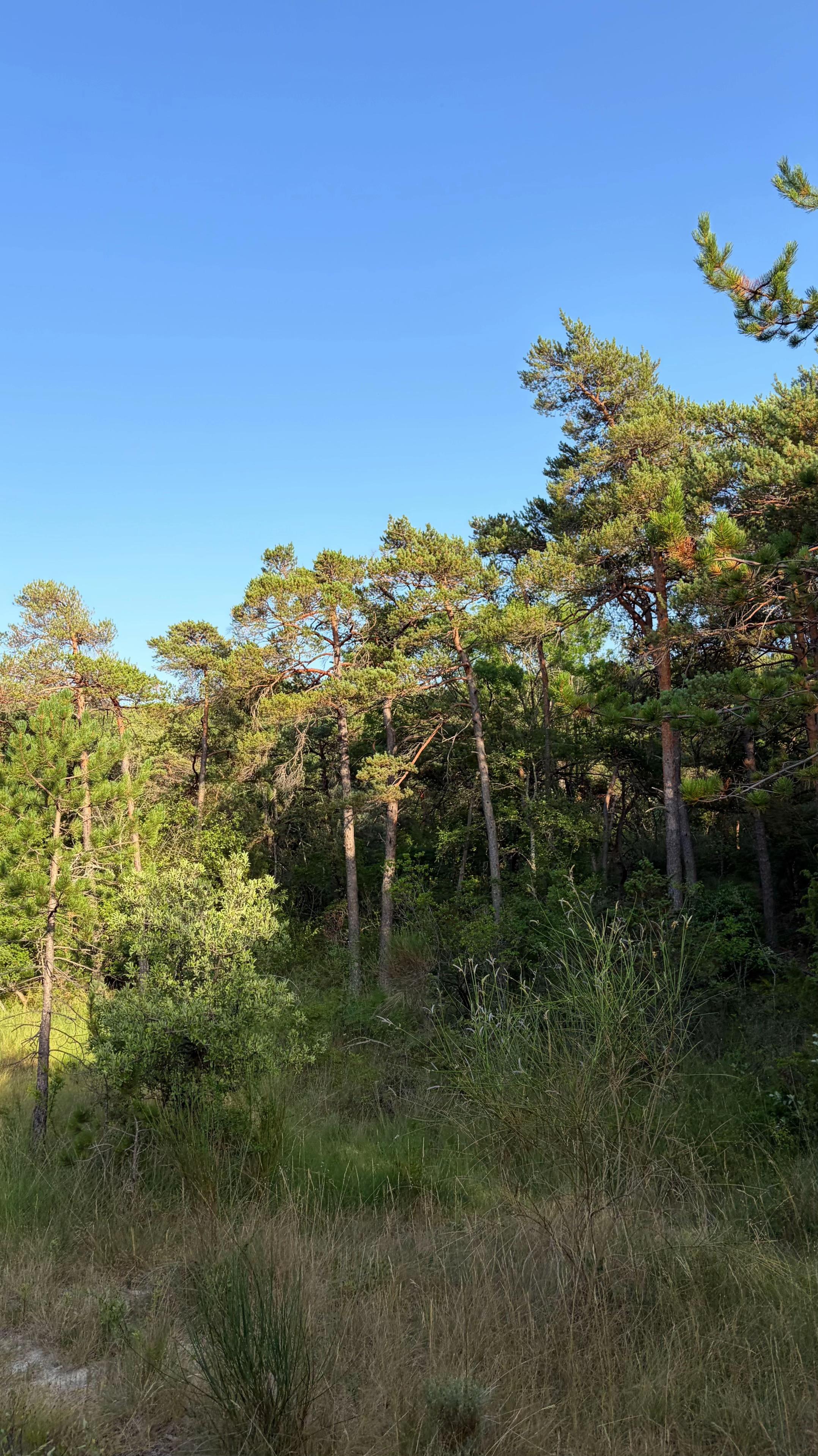 @tom_frg_15