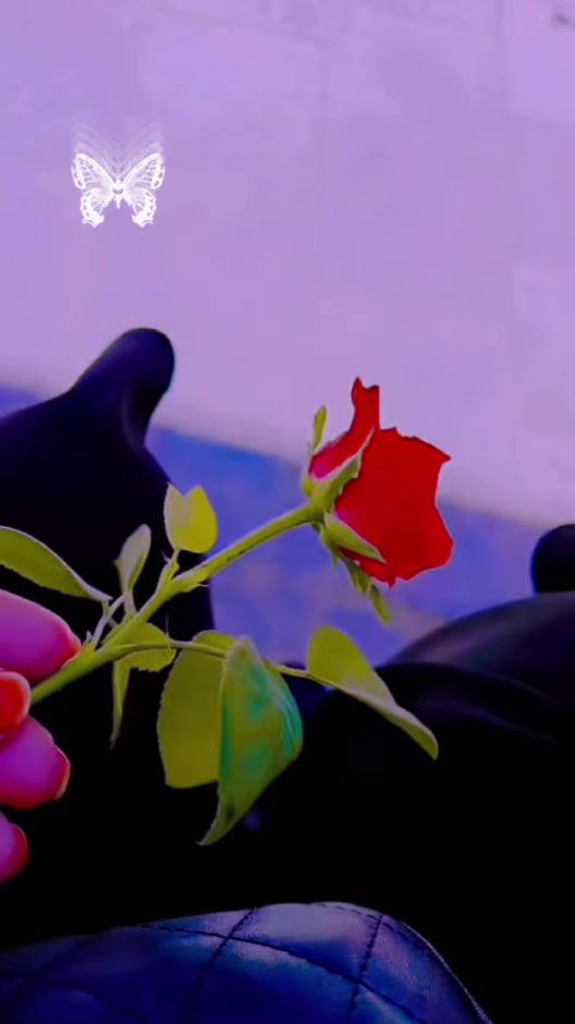 @رفيعة الذوووق