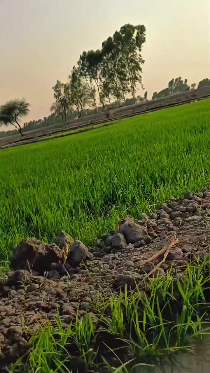 @B&Atilde;SH&Icirc;R&sup2;⁵