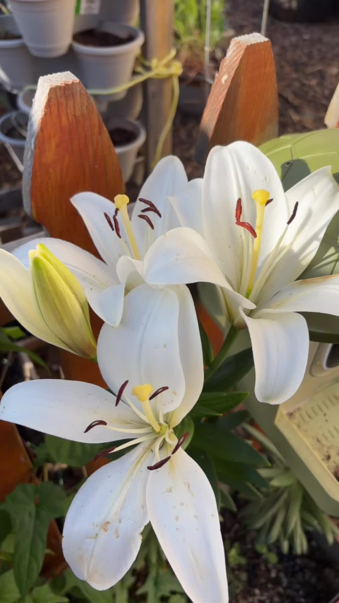 @rlili4you13