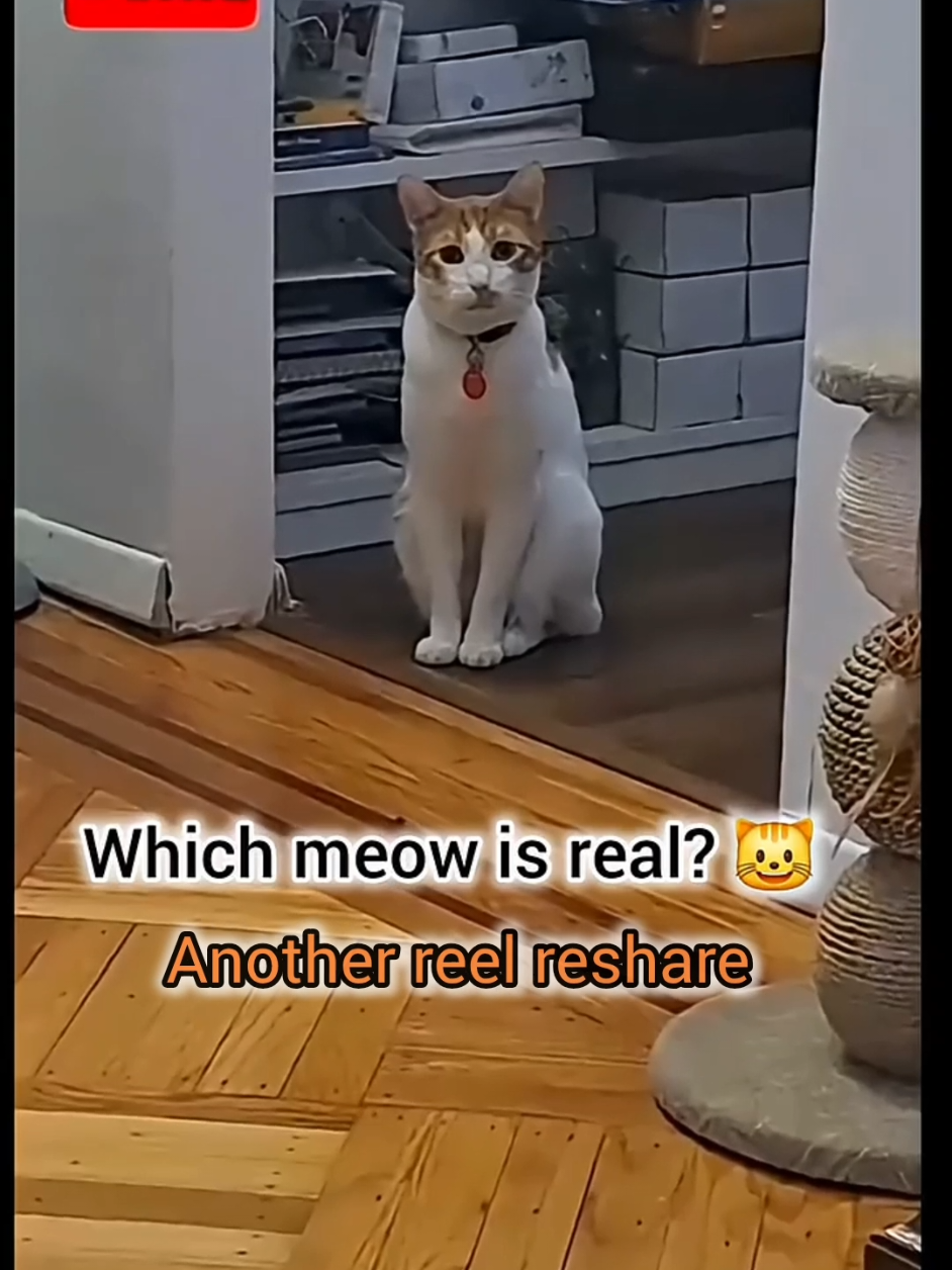 @Candice & Weasley
