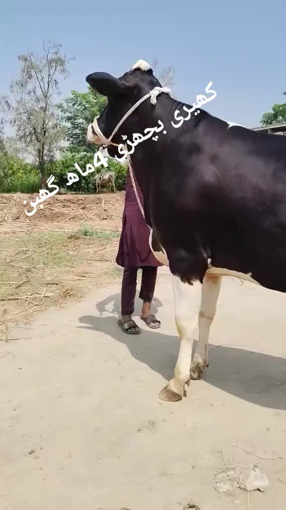 @mazhar Iqbal layyah wal