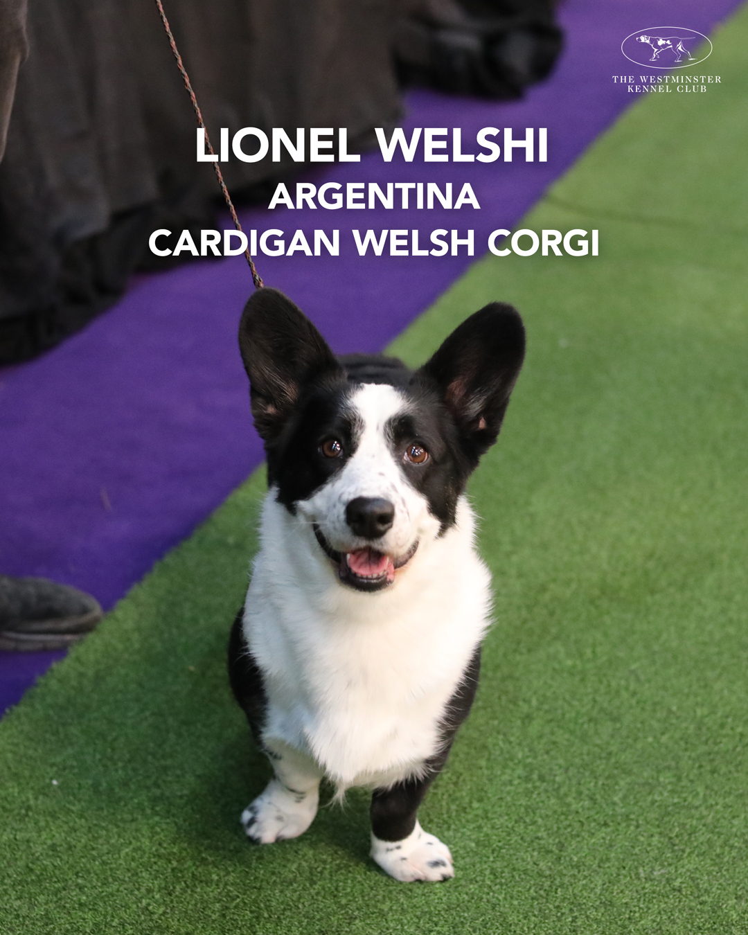 @Westminster Kennel Club