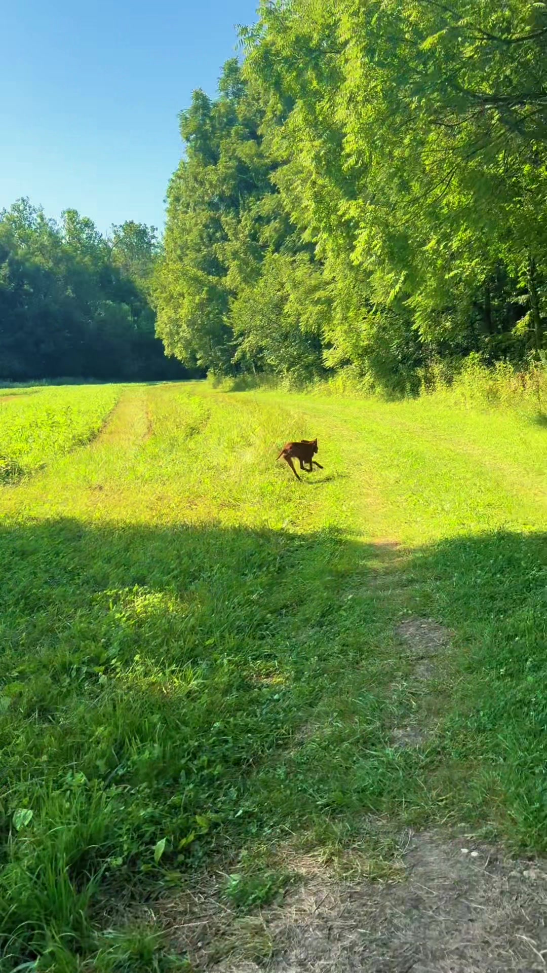 @Wiggle butt