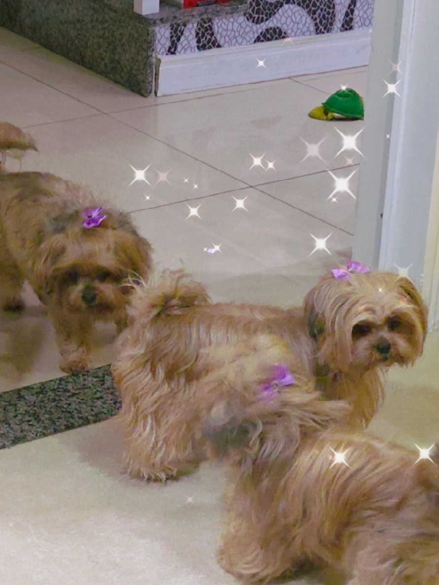 @Trio Pet Love