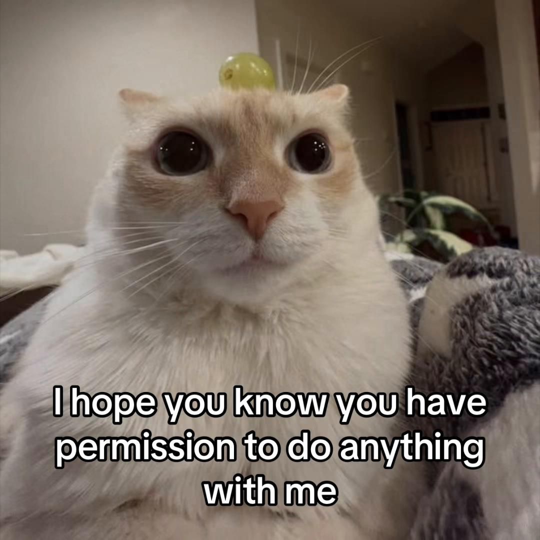 @LavanderCat