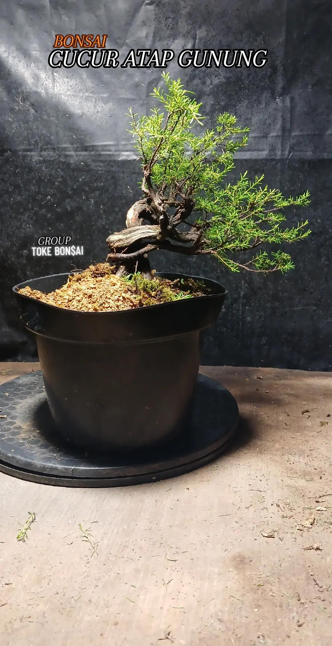@Toke bonsai galeri