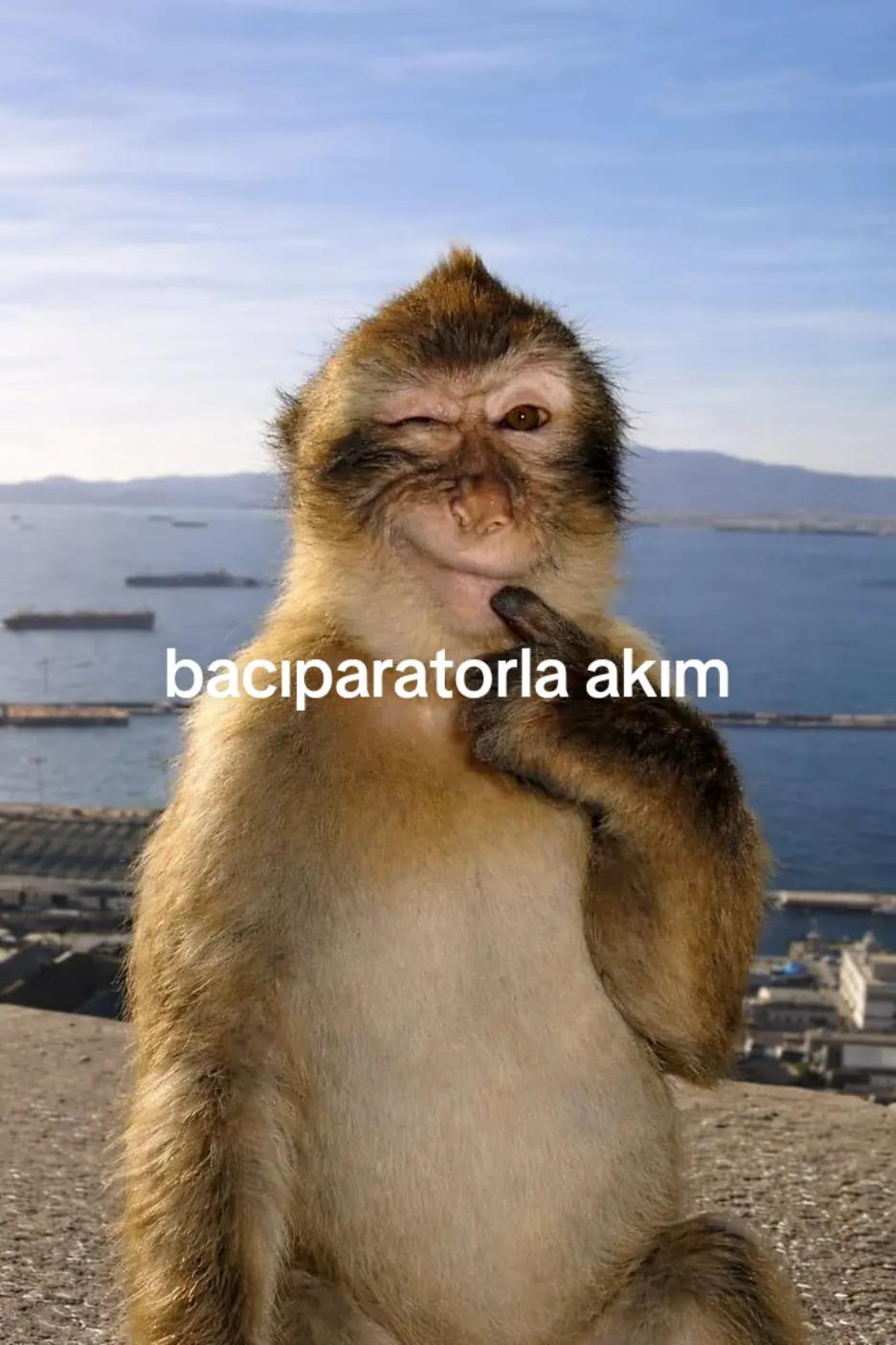 @Murat imrag
