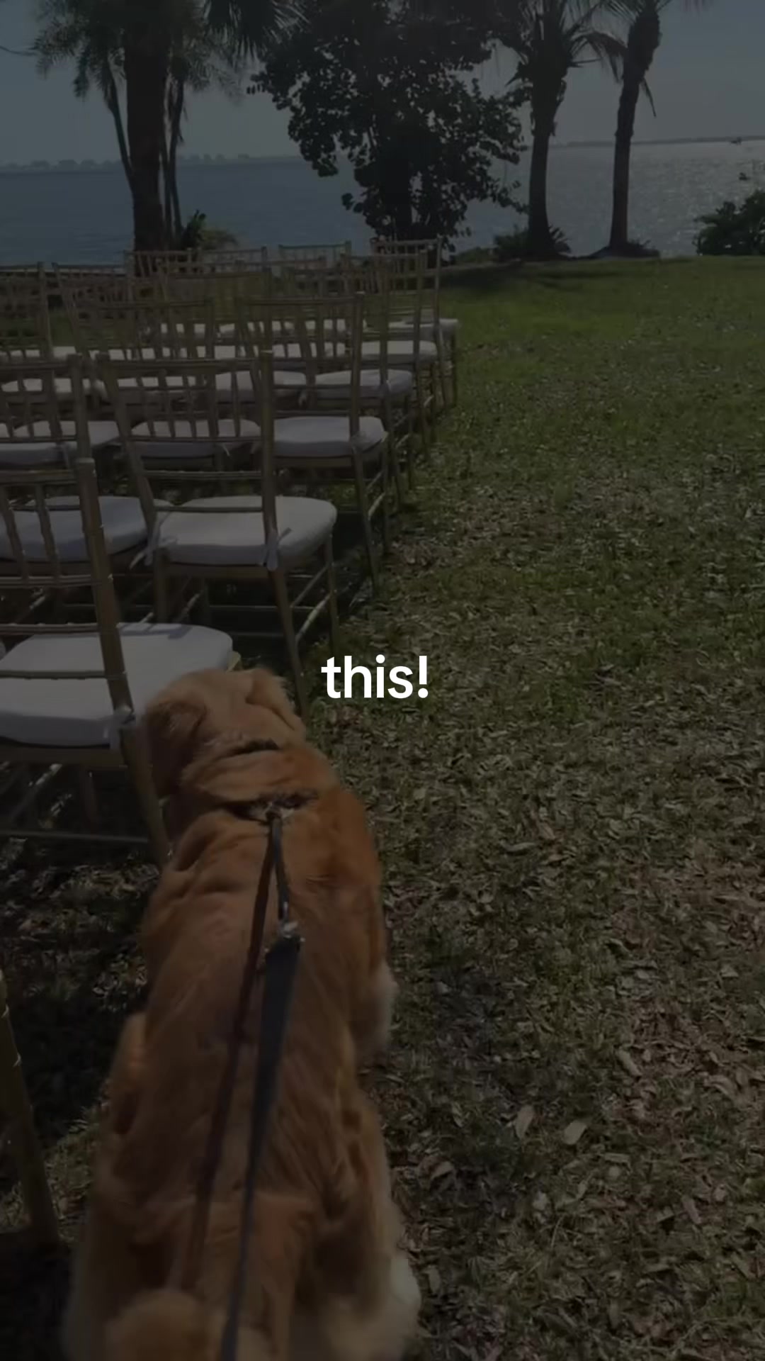 @FairyTail Pet Care
