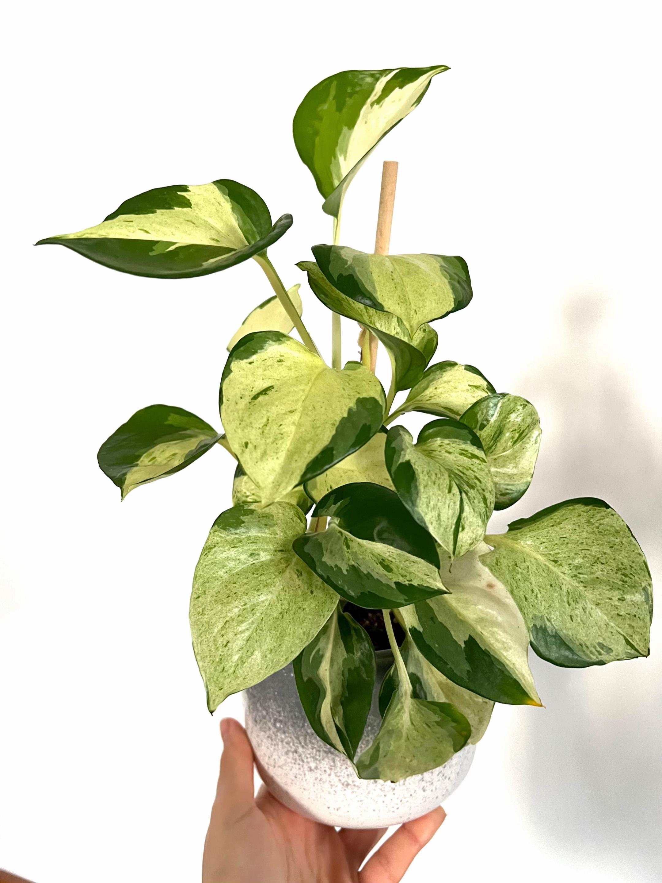 @🌱🪴 رانيا بوبكر 🪴🌱