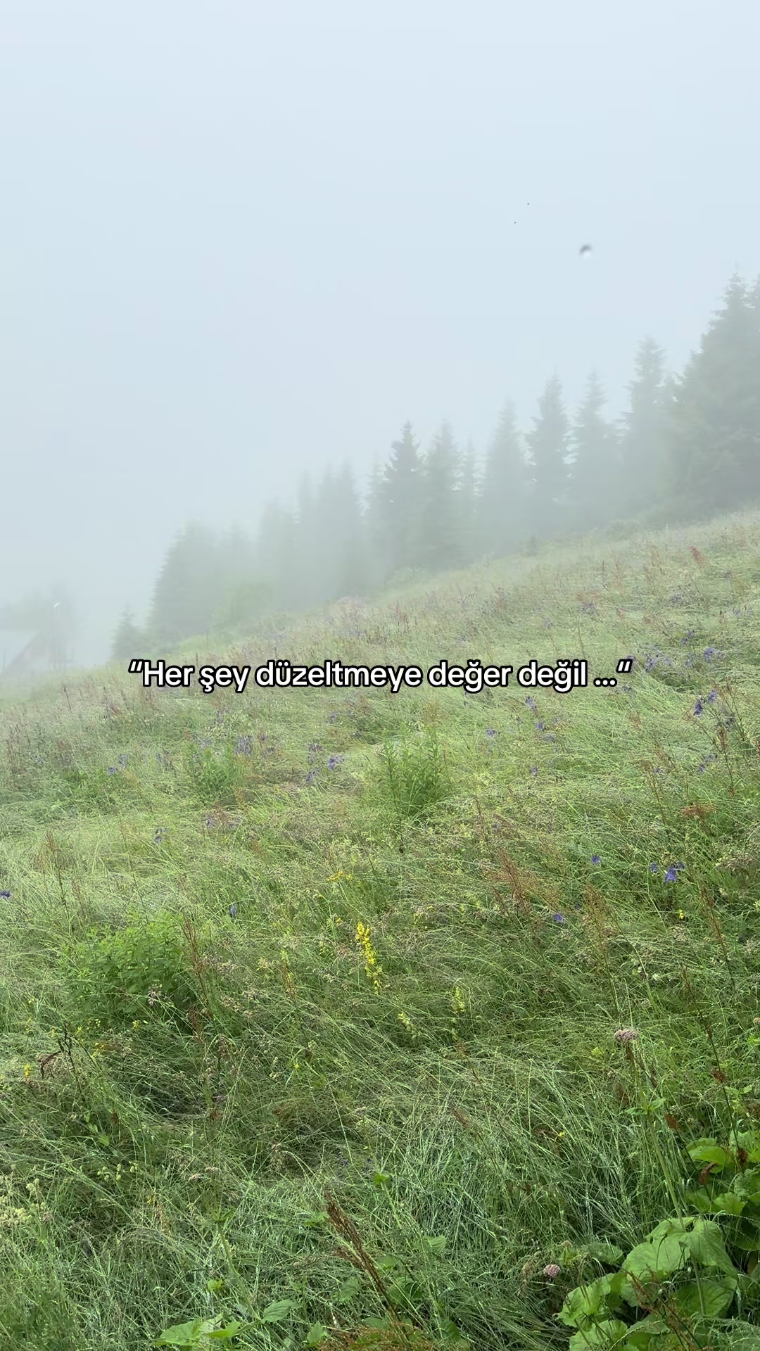@Mert