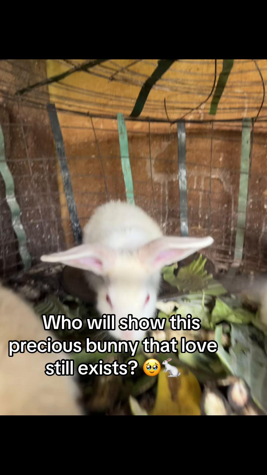 @florianpets
