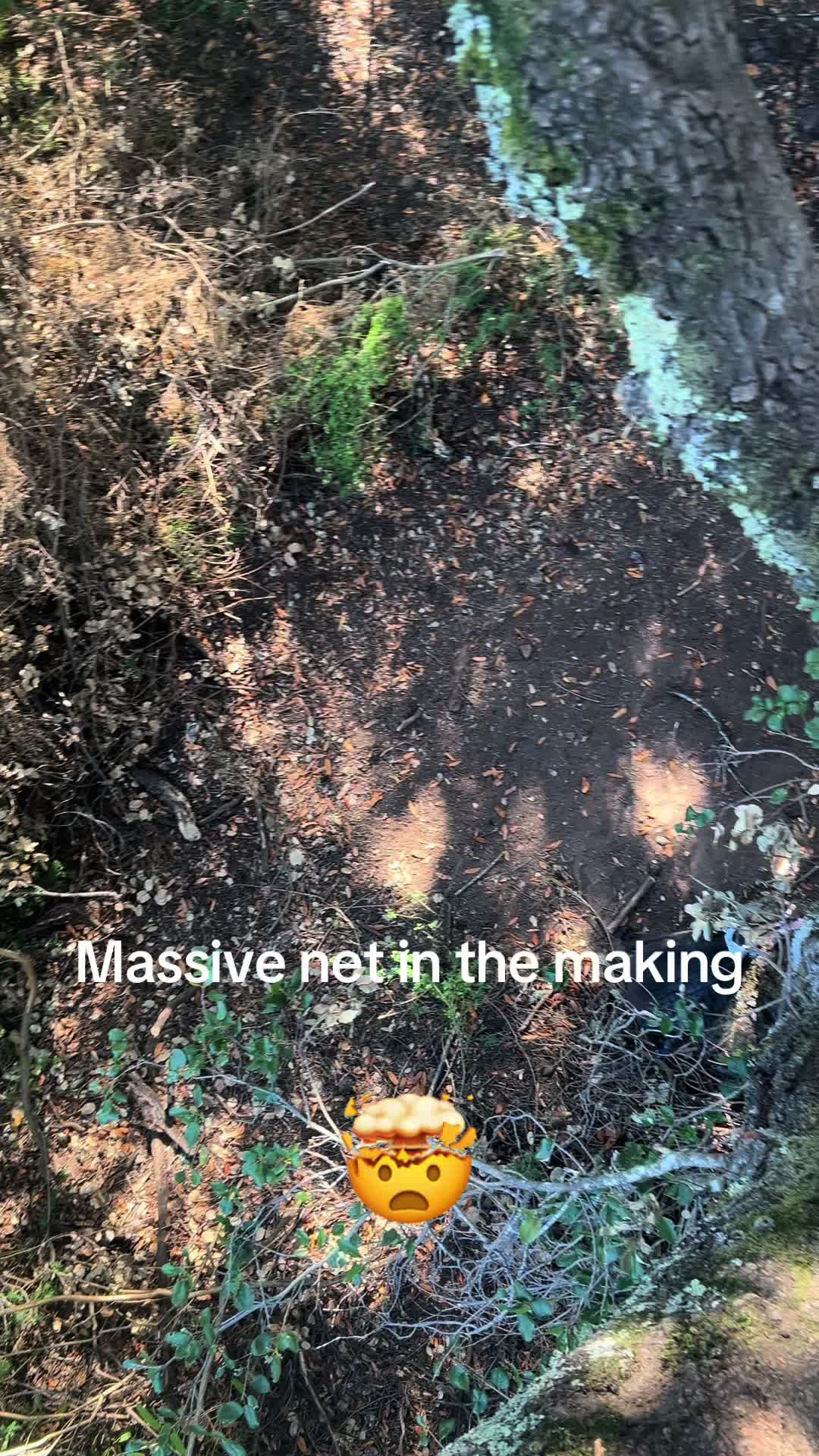 @marintreenets