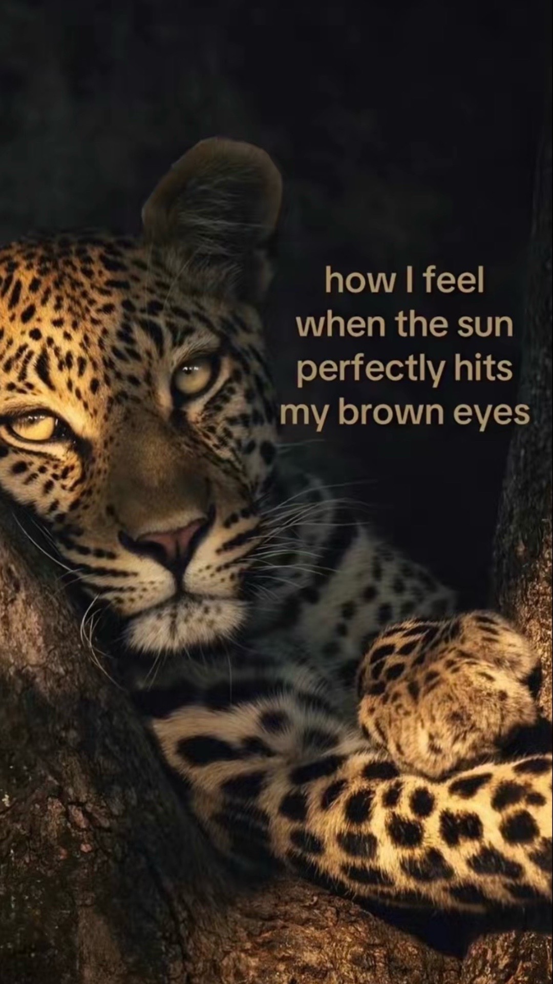 @( ͡° ͜ʖ ͡°)
