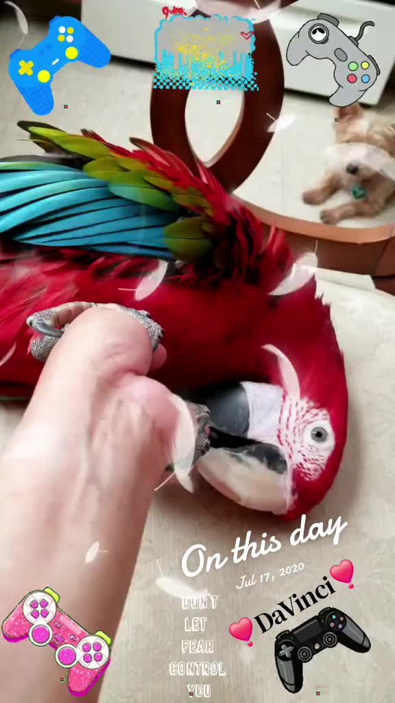 @🦋🇵🇷Mom of Parrots🇵🇷🦋