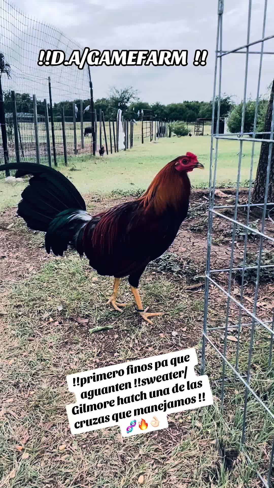 @DAgamefarm