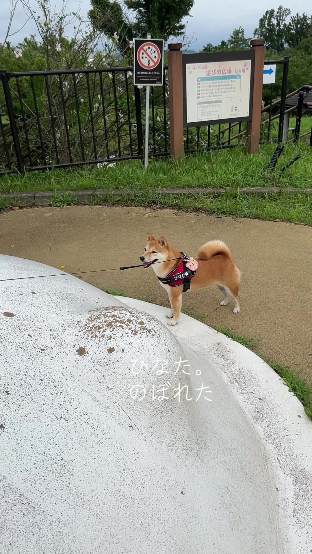 @ひでぽともぽ