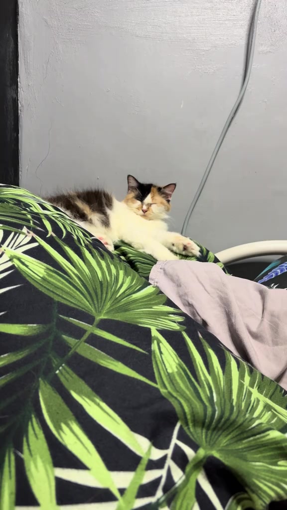 @TheCatFather
