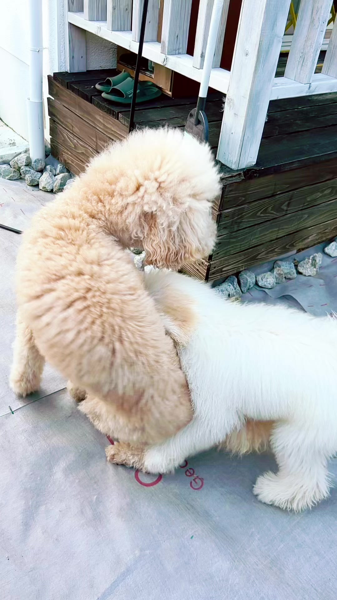 @テンシン🐶とさくら🐶🌸時々おっちゃん