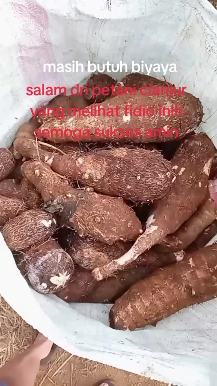@suli silis