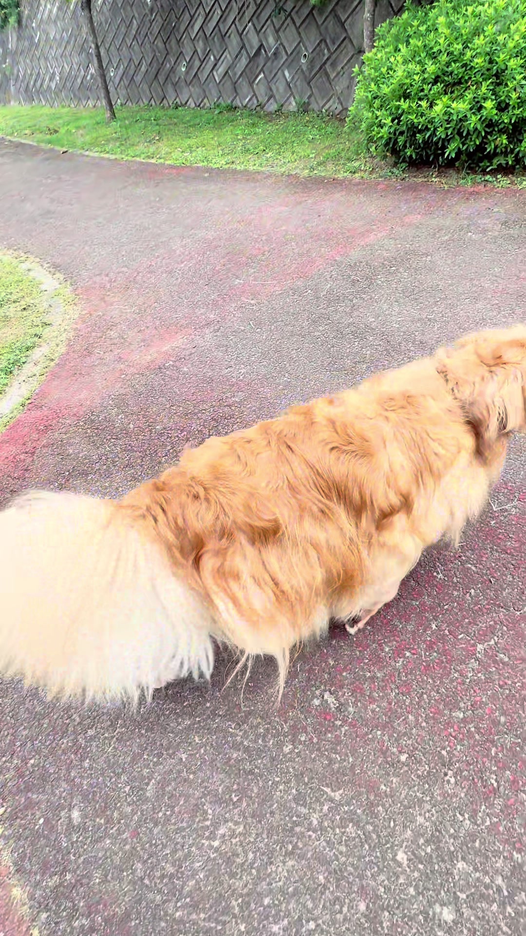 @ACIKA🇯🇵🇲🇨MOMO🍑🐶