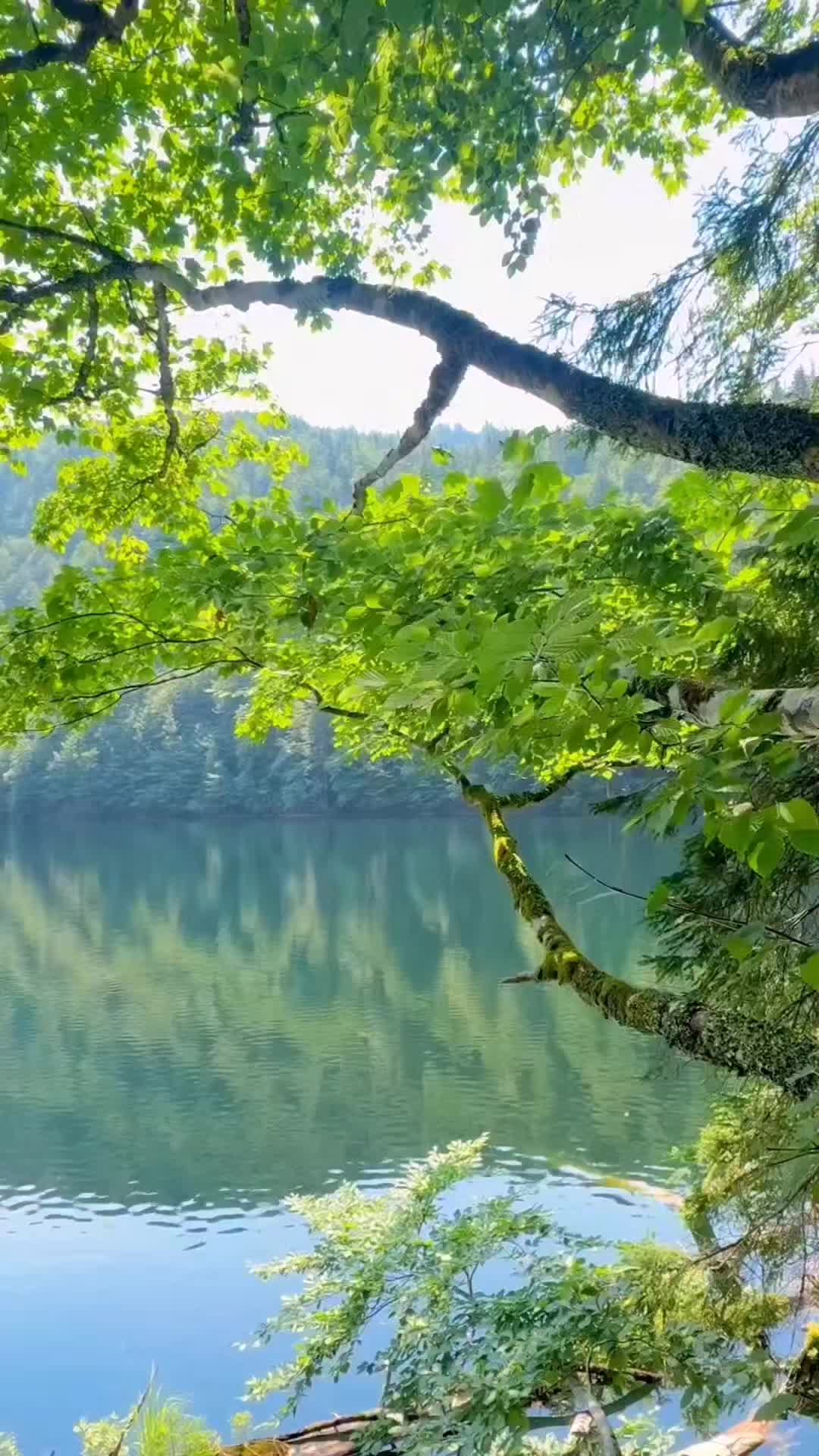 @Lion 🇦🇹
