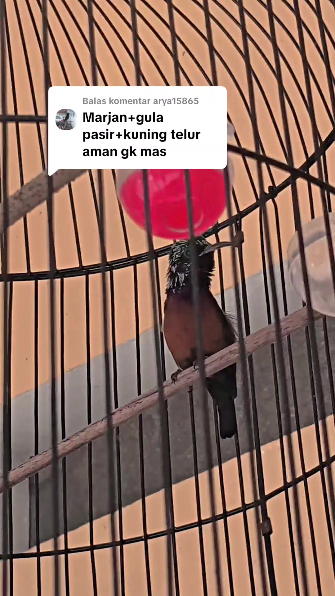 @banjarrayasquad