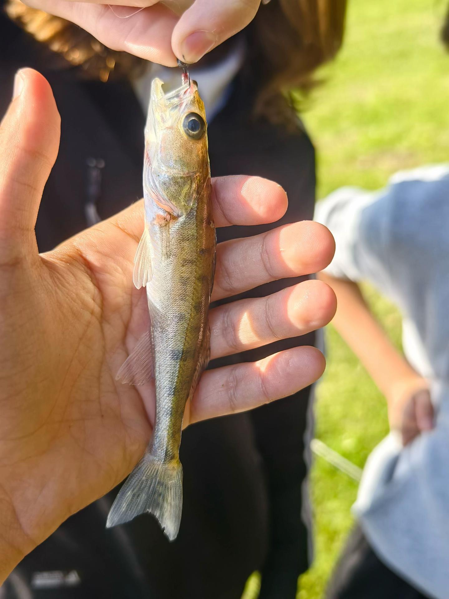 @Evro39🎣