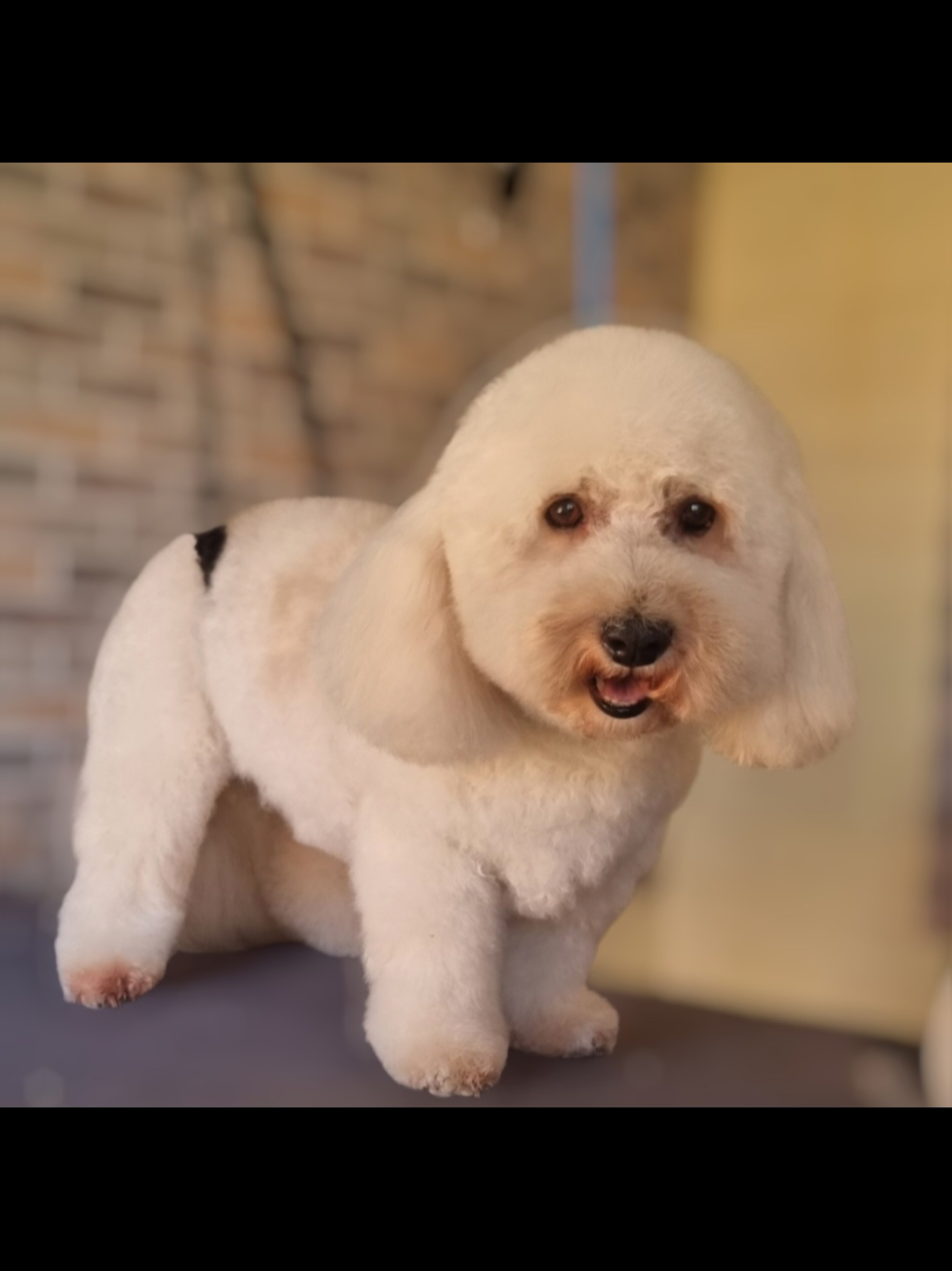 @PawsomeDogGroomingSouthOxhey