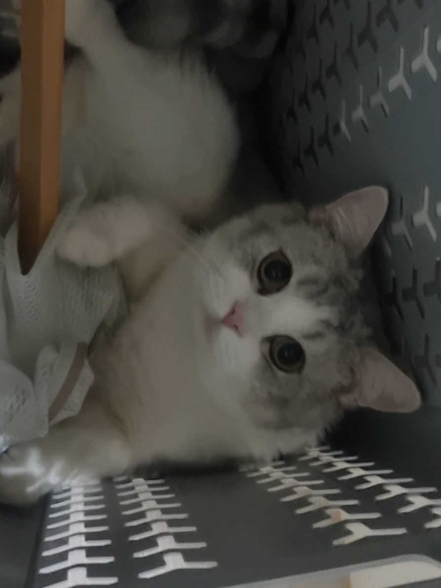 @고여사또치