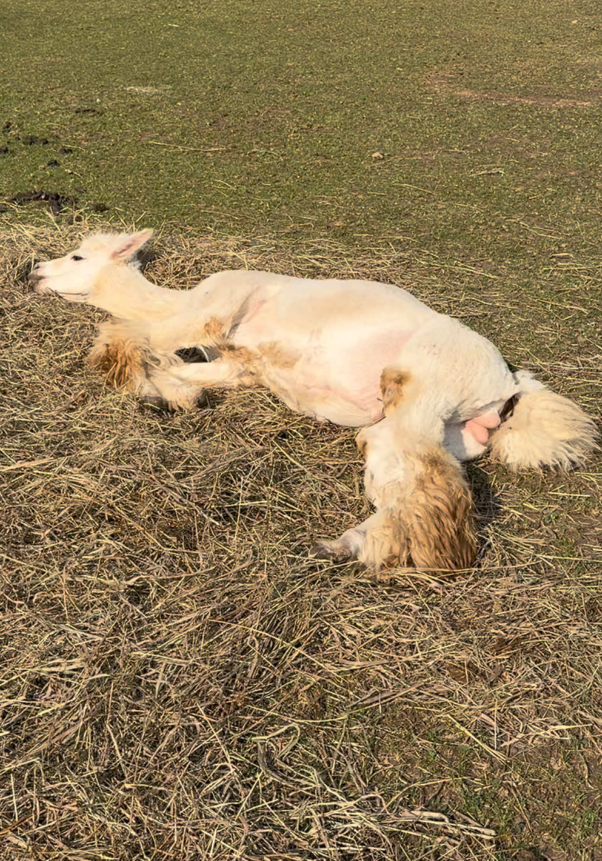 @Useless Farm