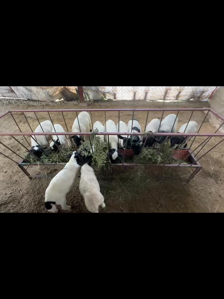 @Carlos El nene de Houston