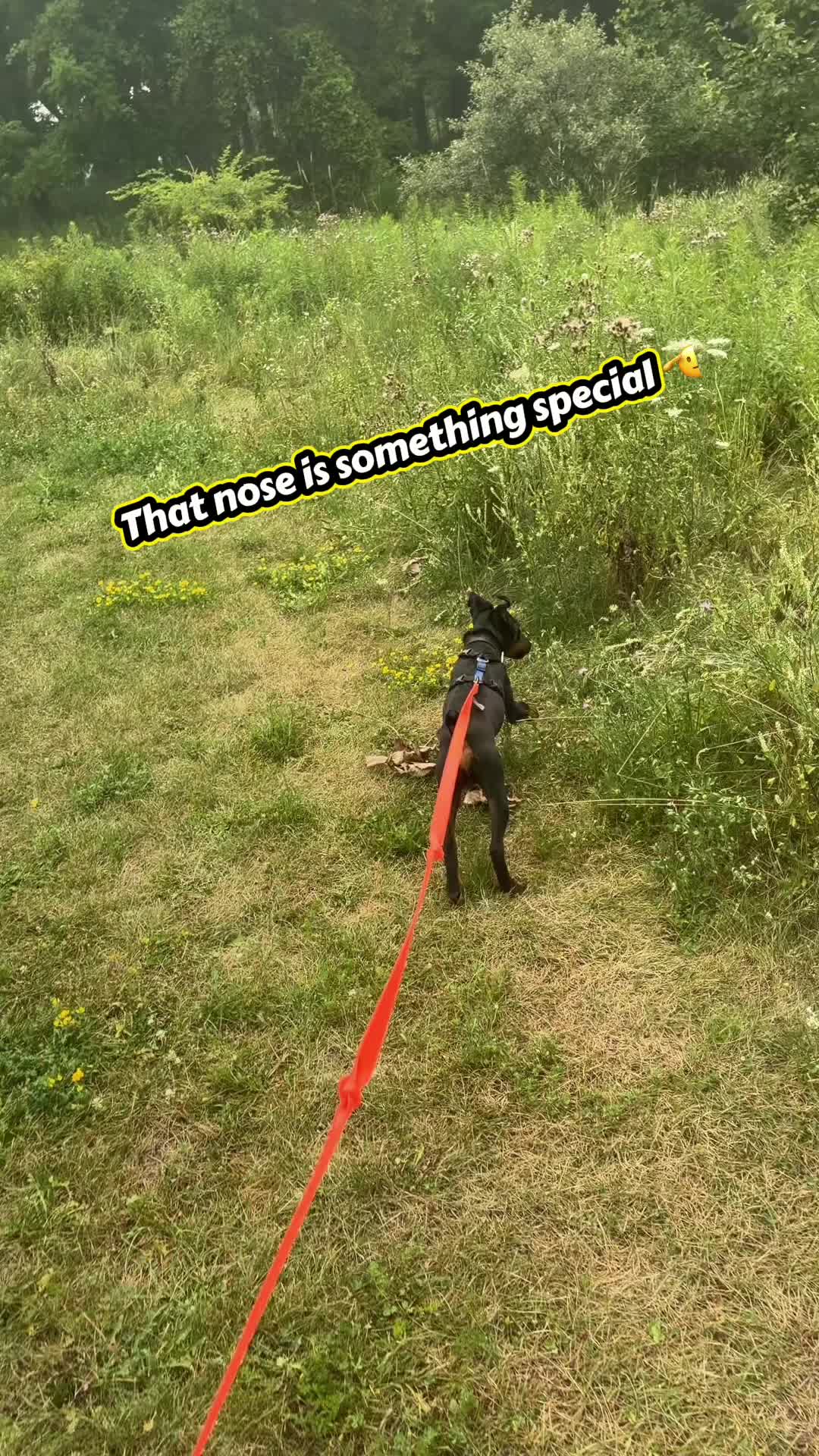 @jagdshit