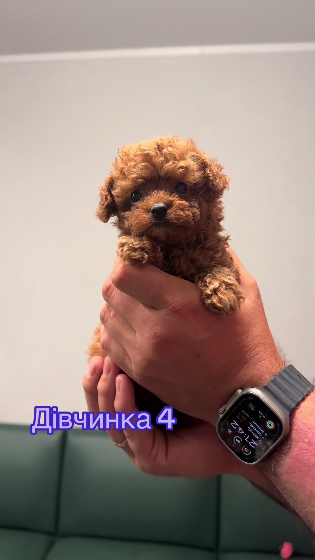 @Puppy&rsquo;s Maltipoo Kiev