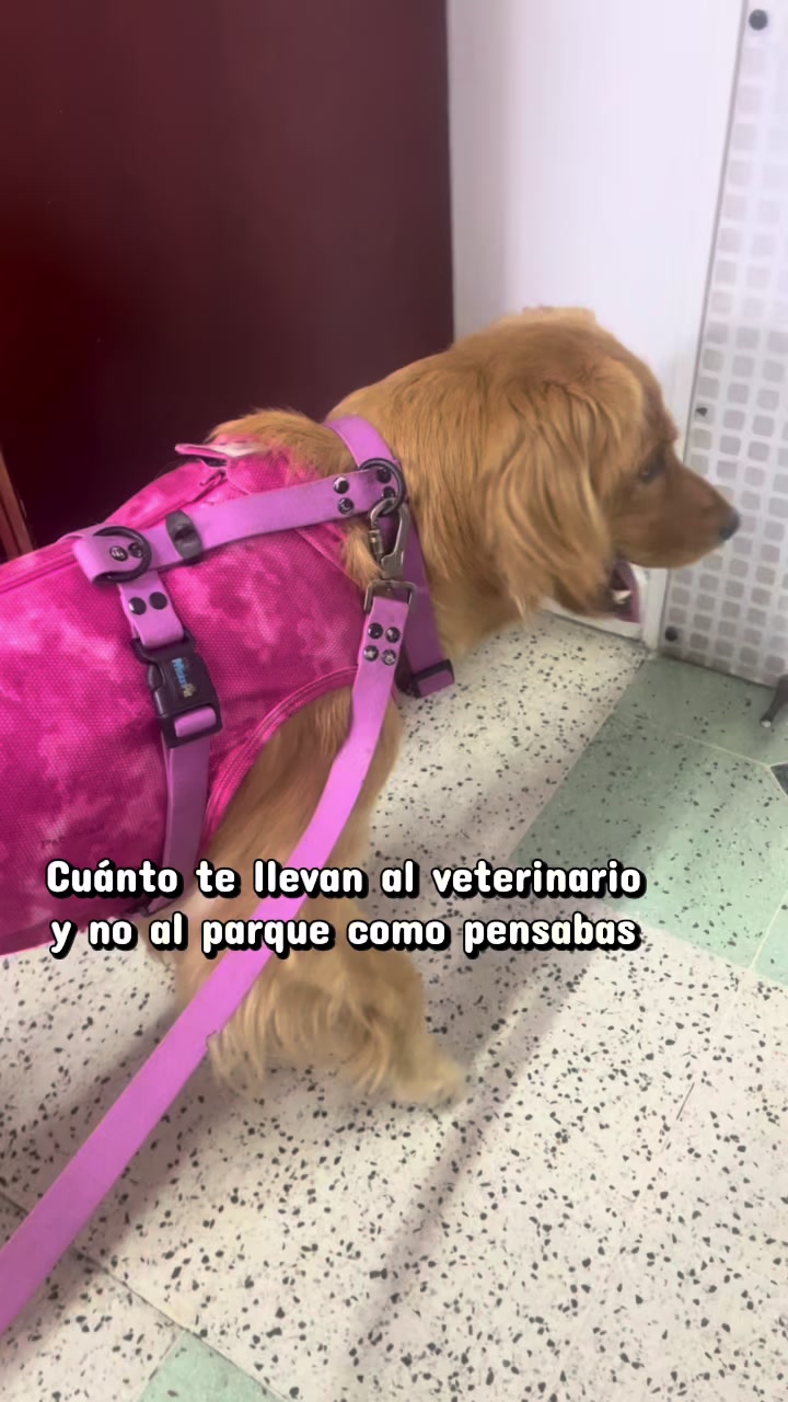 @Mila 🐶