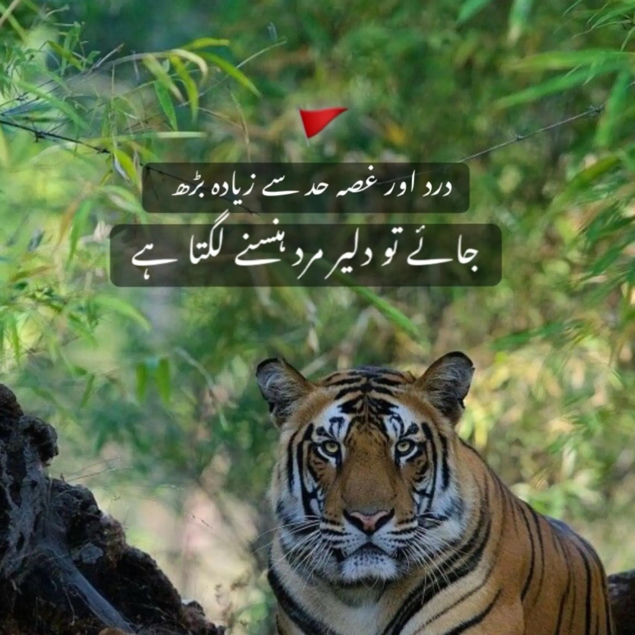 @رانا شوال266🦅🇰🇼🇵🇰